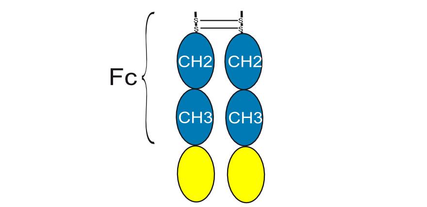Experimental Validation Results for Efzofitimod